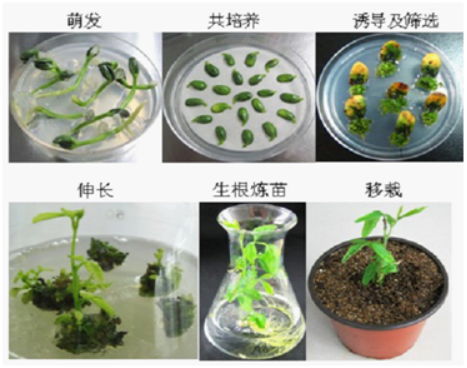 大豆遗传转化流程